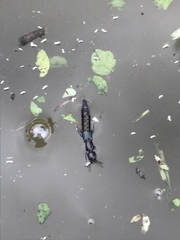 Thyreocephalus orthodoxus