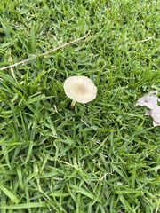 Bolbitius titubans vitellinus