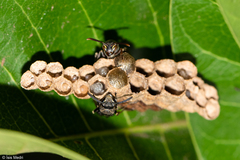 Hymenoptera