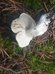 Tricholoma terreum
