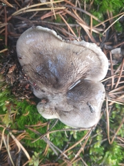Tricholoma terreum