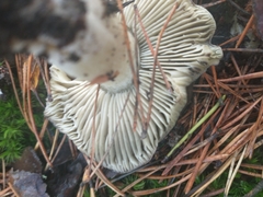 Tricholoma terreum