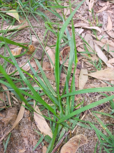 Sporobolus africanus