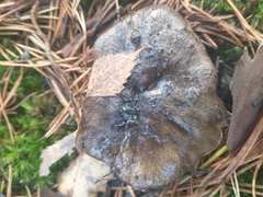 Tricholoma terreum