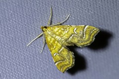 Musotima ochropteralis