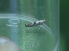 Argyresthia curvella