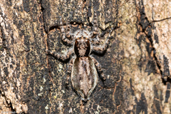 Menemerus bivittatus