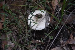 Amanita farinacea
