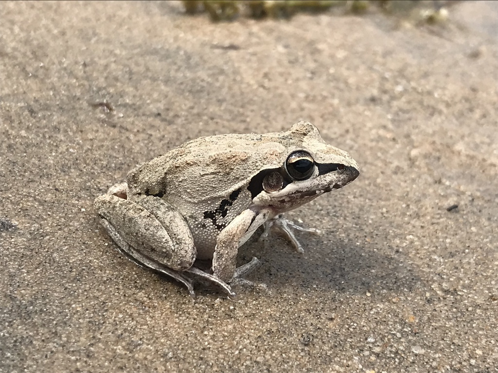 Broad-palmed Frog from Eungella Reservoir, Eungella Dam, QLD, AU on ...