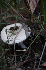 Amanita farinacea