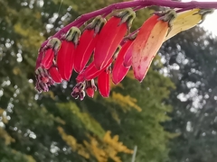Ipomoea lobata