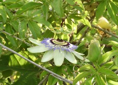 Passiflora caerulea