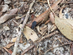 Dindymus circumcinctus