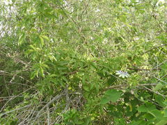 Passiflora caerulea