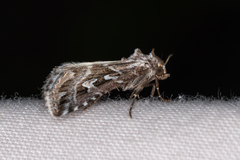 Chaograptis crystallodes