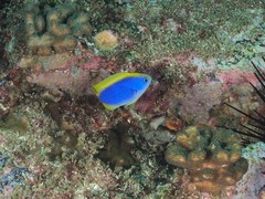 Chrysiptera flavipinnis