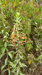 Lobelia laxiflora