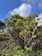 Syzygium sandwicense