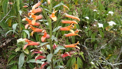 Lobelia laxiflora