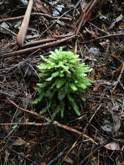 Cyathophorum bulbosum