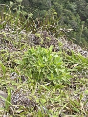 Scaevola gaudichaudiana