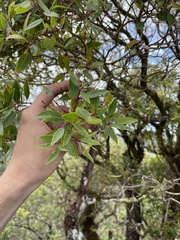 Metrosideros tremuloides
