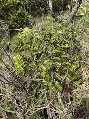 Diospyros sandwicensis