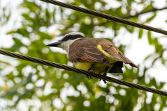 Pitangus sulphuratus