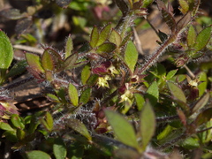 Xanthosia tasmanica