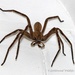 Common Rain Spider - Photo (c) Martina Hölzl, Littlewood Wildlife Photography, some rights reserved (CC BY-NC), uploaded by Martina Hölzl, Littlewood Wildlife Photography