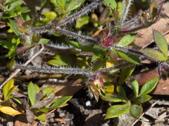 Xanthosia tasmanica