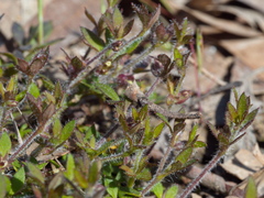 Xanthosia tasmanica