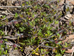 Xanthosia tasmanica