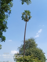 Borassus flabellifer