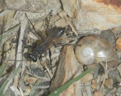 Prionyx globosus