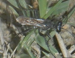 Prionyx globosus