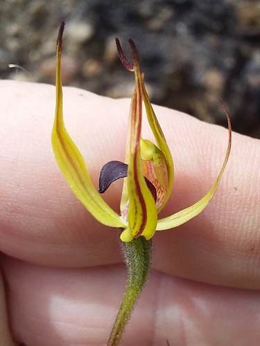 Image of Caladenia leptochila by no rights reserved