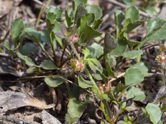 Xanthosia tasmanica