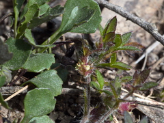 Xanthosia tasmanica