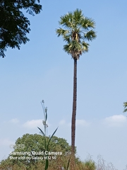 Borassus flabellifer