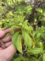Coprosma longifolia