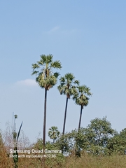 Borassus flabellifer