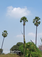 Borassus flabellifer