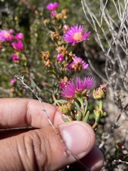 Lampranthus stenopetalus