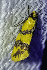 Olbonoma triptycha
