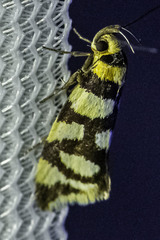 Tanyzancla argutella