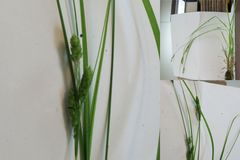 Carex virescens