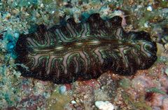 Pseudoceros agattiensis