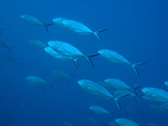 Alepes vari