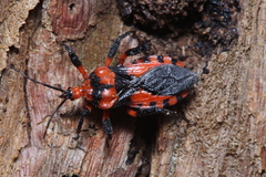 Tegea atropicta